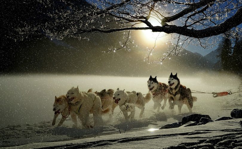 Dogs 2921382 1280